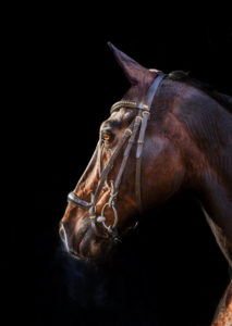 Horse's head Horse's head